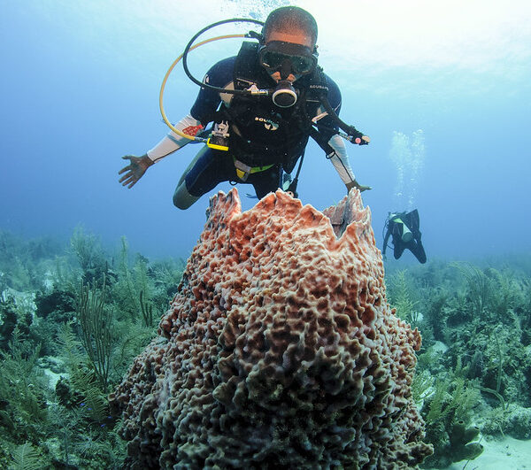 33269756652_a818d7ba7f_c