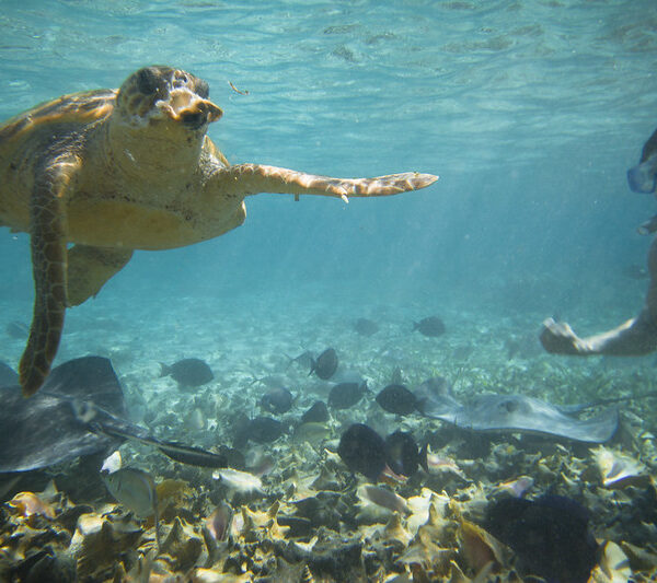 25355493318_337b3cec9f_c